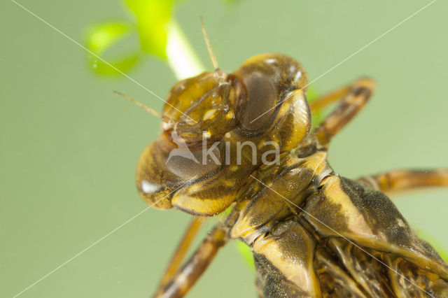 Bruine glazenmaker (Aeshna grandis)