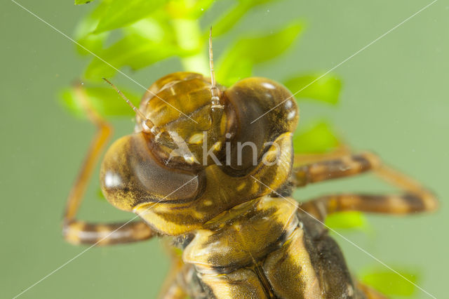 Bruine glazenmaker (Aeshna grandis)