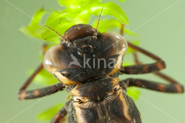 Bruine glazenmaker (Aeshna grandis)