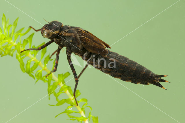 Brown Hawker (Aeshna grandis)