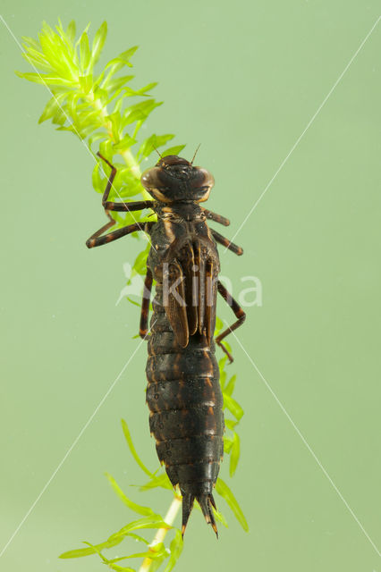 Bruine glazenmaker (Aeshna grandis)