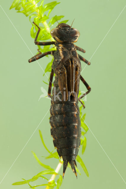 Brown Hawker (Aeshna grandis)