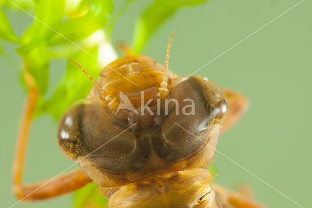 Brown Hawker (Aeshna grandis)