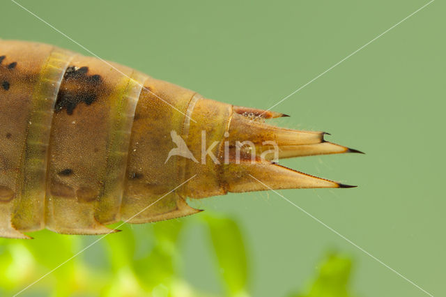 Bruine glazenmaker (Aeshna grandis)