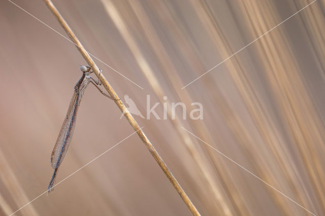 Brown Emerald Damselfly (Sympecma fusca)