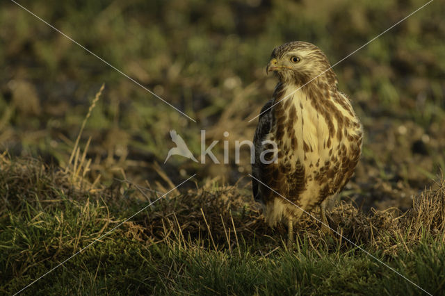 Buizerd (Buteo buteo)