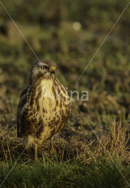Buizerd (Buteo buteo)