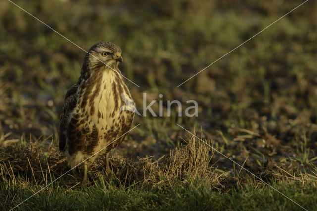 Buizerd (Buteo buteo)