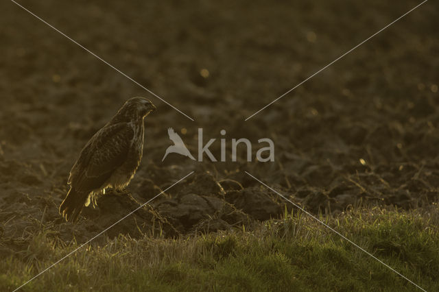 Common Buzzard (Buteo buteo)