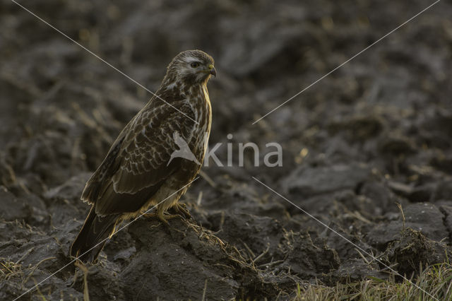 Common Buzzard (Buteo buteo)