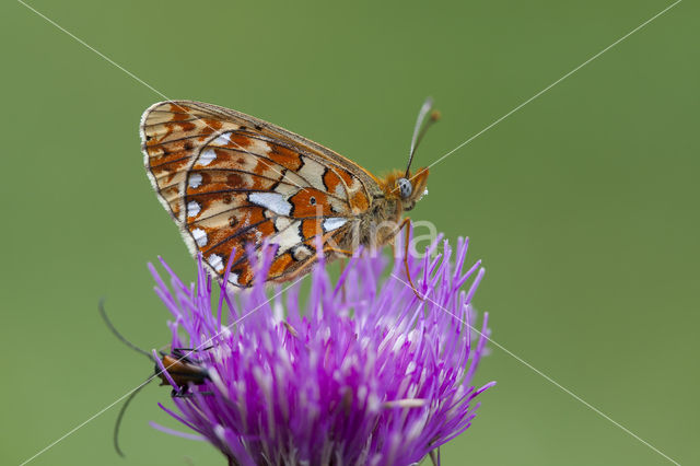 Pearl Bordered Fritillary (Clossiana euphrosyne)