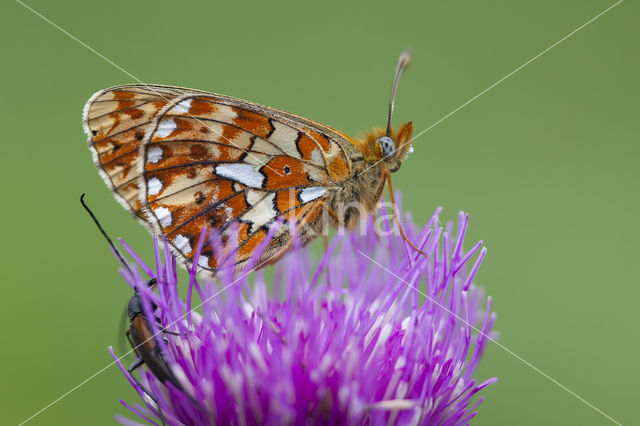 Pearl Bordered Fritillary (Clossiana euphrosyne)