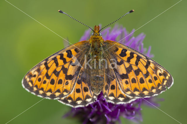 Pearl Bordered Fritillary (Clossiana euphrosyne)