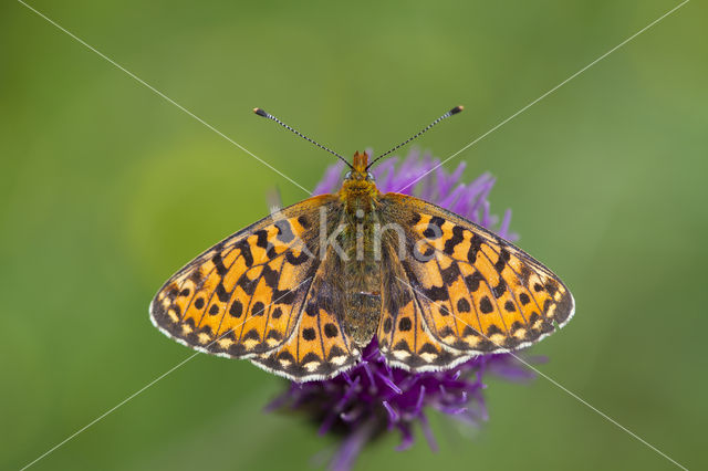 Pearl Bordered Fritillary (Clossiana euphrosyne)