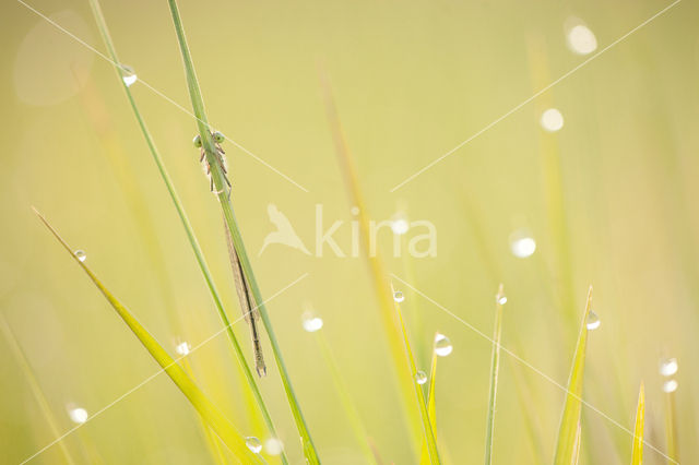 Norfolk Damselfly (Coenagrion armatum)