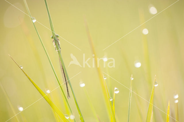 Donkere waterjuffer (Coenagrion armatum)