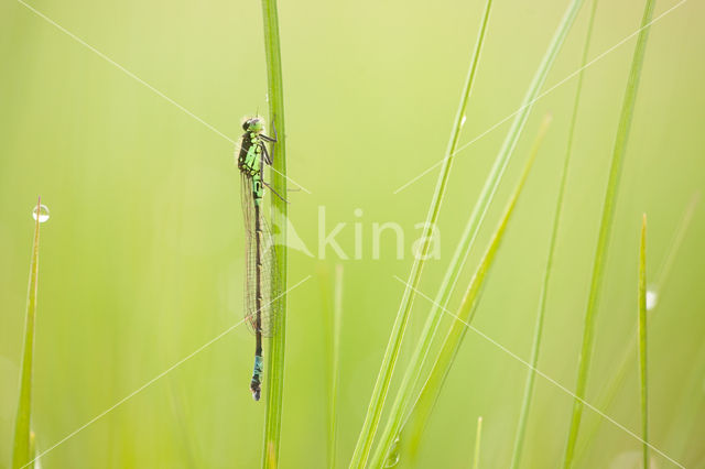 Norfolk Damselfly (Coenagrion armatum)