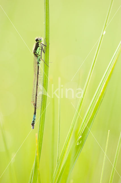 Donkere waterjuffer (Coenagrion armatum)