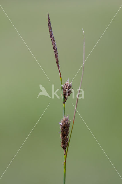 Draadzegge (Carex lasiocarpa)