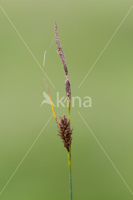 Draadzegge (Carex lasiocarpa)