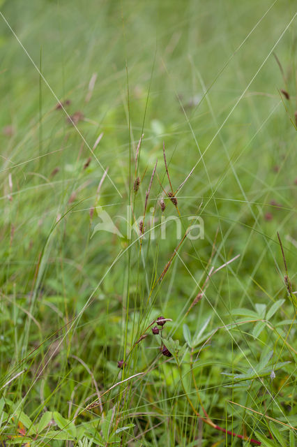 Draadzegge (Carex lasiocarpa)