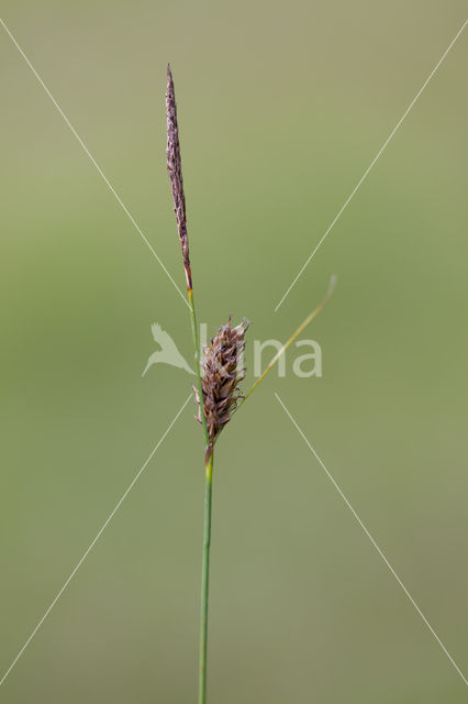 Draadzegge (Carex lasiocarpa)