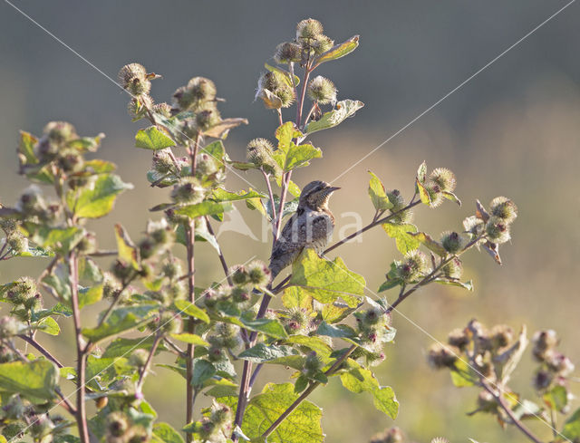 Eurasian Wryneck (Jynx torquilla)