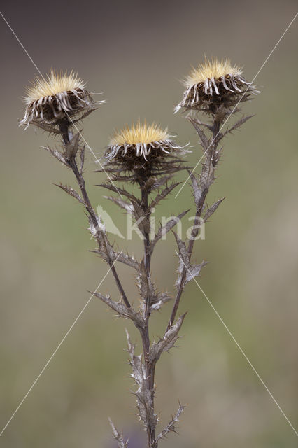 Carline Thistle (Carlina vulgaris)