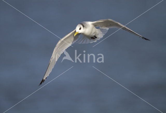 Black-legged Kittiwake (Rissa tridactyla)