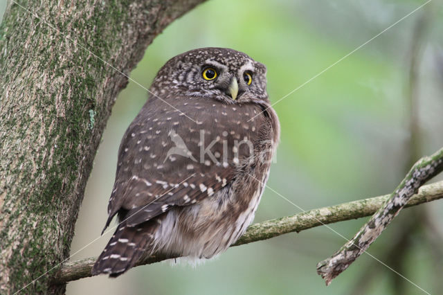 Eurasian Pygmy-Owl (Glaucidium passerinum)