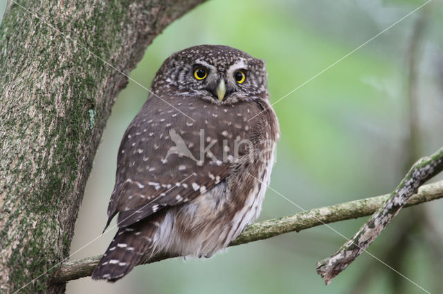 Eurasian Pygmy-Owl (Glaucidium passerinum)