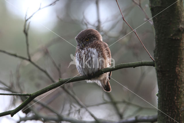 Eurasian Pygmy-Owl (Glaucidium passerinum)