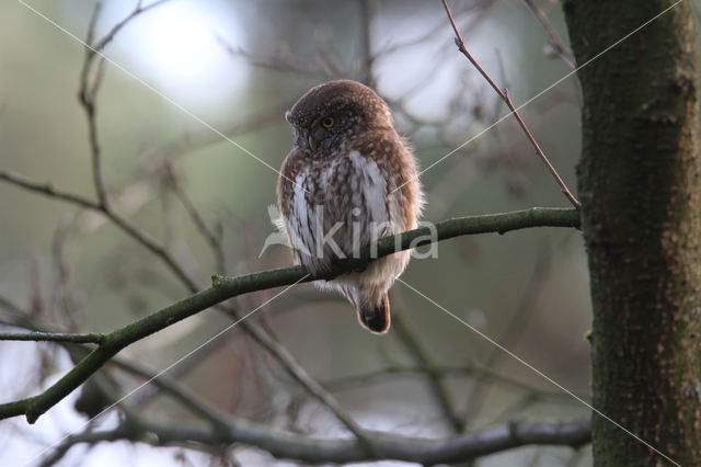 Eurasian Pygmy-Owl (Glaucidium passerinum)