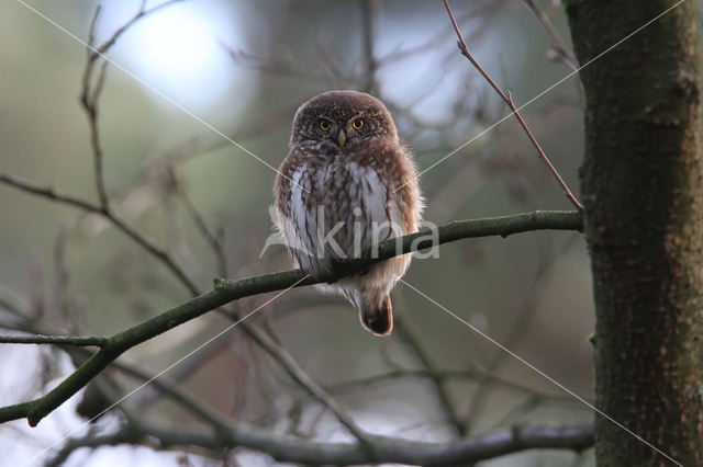 Eurasian Pygmy-Owl (Glaucidium passerinum)