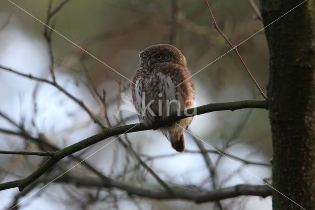 Eurasian Pygmy-Owl (Glaucidium passerinum)