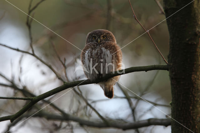 Dwerguil (Glaucidium passerinum)