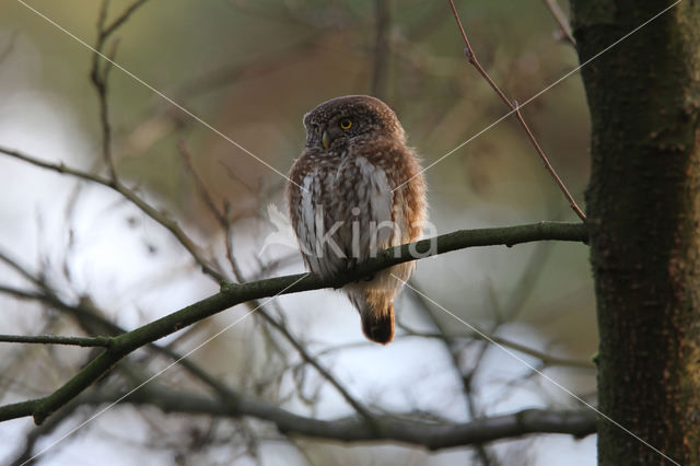 Eurasian Pygmy-Owl (Glaucidium passerinum)