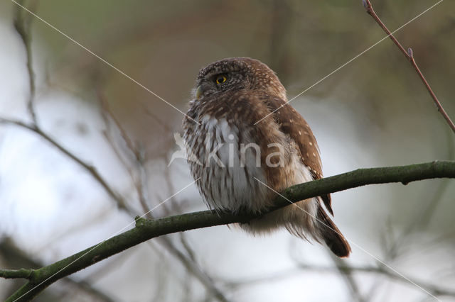 Dwerguil (Glaucidium passerinum)