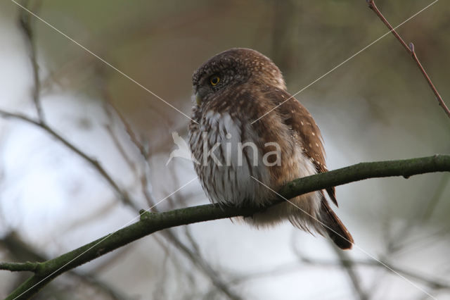 Eurasian Pygmy-Owl (Glaucidium passerinum)