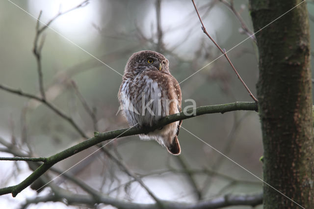 Eurasian Pygmy-Owl (Glaucidium passerinum)