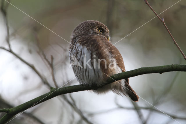 Eurasian Pygmy-Owl (Glaucidium passerinum)