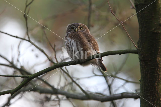 Eurasian Pygmy-Owl (Glaucidium passerinum)