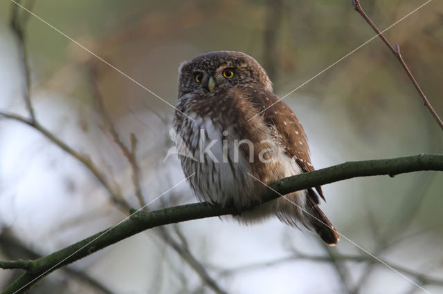 Eurasian Pygmy-Owl (Glaucidium passerinum)