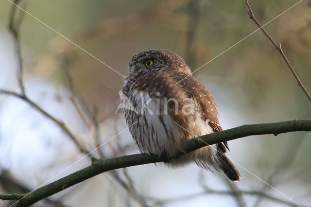 Eurasian Pygmy-Owl (Glaucidium passerinum)