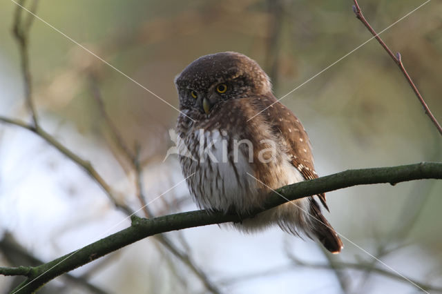 Eurasian Pygmy-Owl (Glaucidium passerinum)