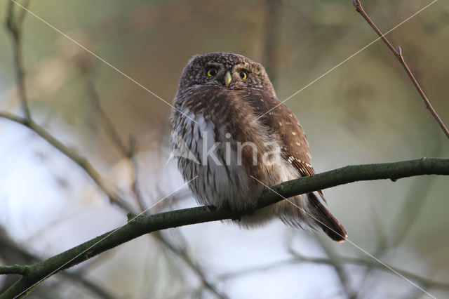 Eurasian Pygmy-Owl (Glaucidium passerinum)