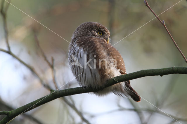 Eurasian Pygmy-Owl (Glaucidium passerinum)