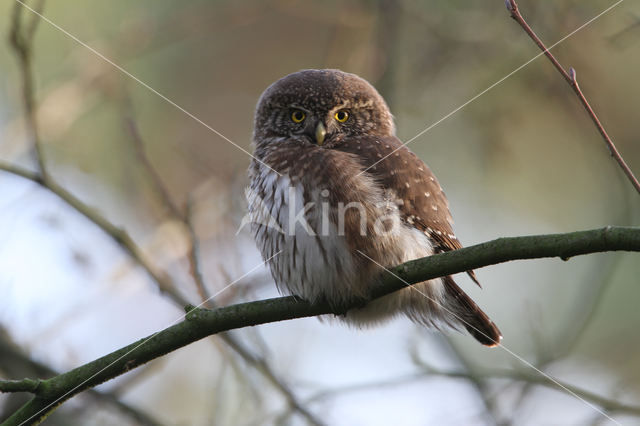 Eurasian Pygmy-Owl (Glaucidium passerinum)