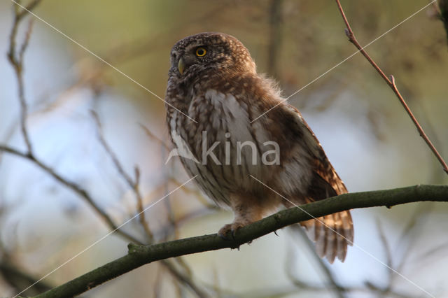 Eurasian Pygmy-Owl (Glaucidium passerinum)