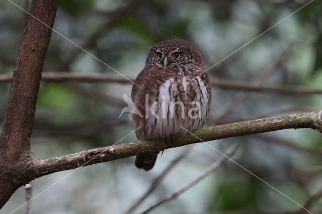 Eurasian Pygmy-Owl (Glaucidium passerinum)